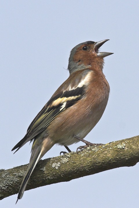 NABU-Vogelstimmenexkursion auf dem Hohe Flum - Schopfheim - 18.04.2026 06:30