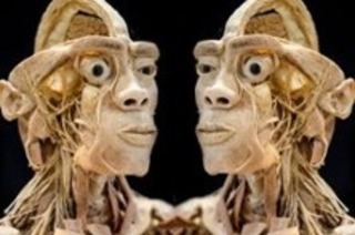 Ausstellung ECHTE K�RPER