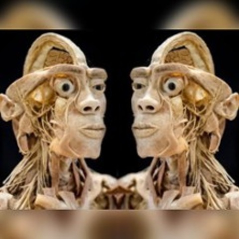 Ausstellung ECHTE K�RPER - Ulm - 24.05.2026 11:00