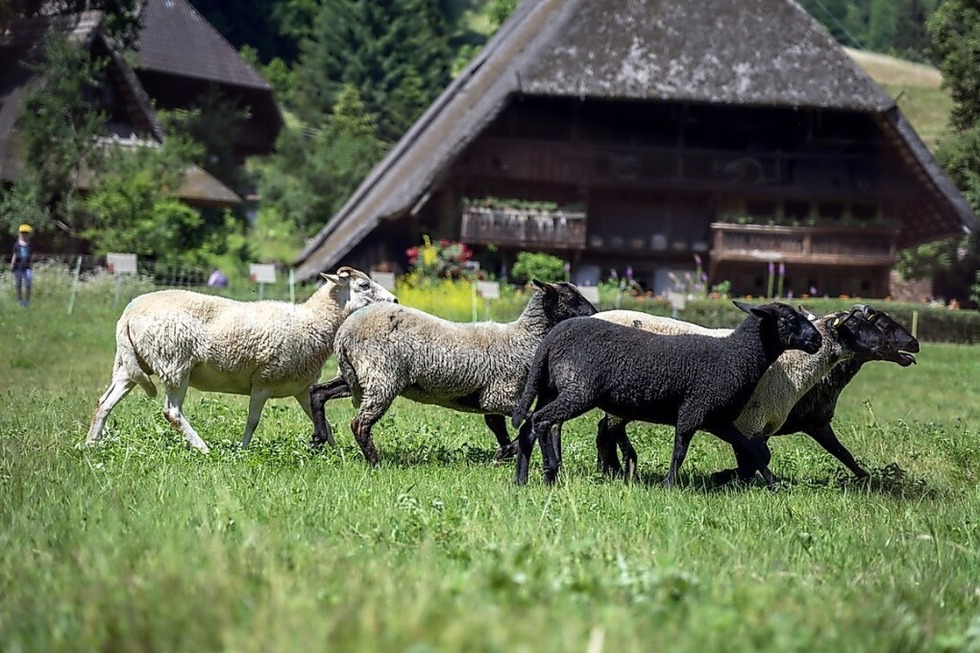 Beim Sch�feraktionstag im Vogtsbauernhof in Gutach sind Schafschur und Schauh�ten live zu erleben. - Badische Zeitung TICKET