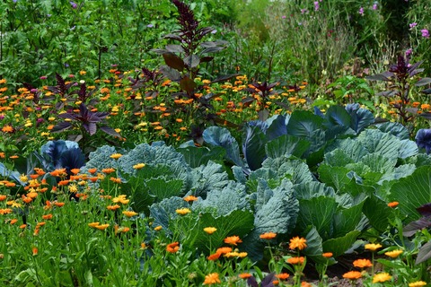 Workshop im Urania Garten: Pflanzengemeinschaften - Berlin - 28.05.2026 16:00