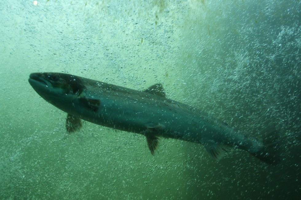 Fischtreppe Rheinau-Gambsheim - Gambsheim