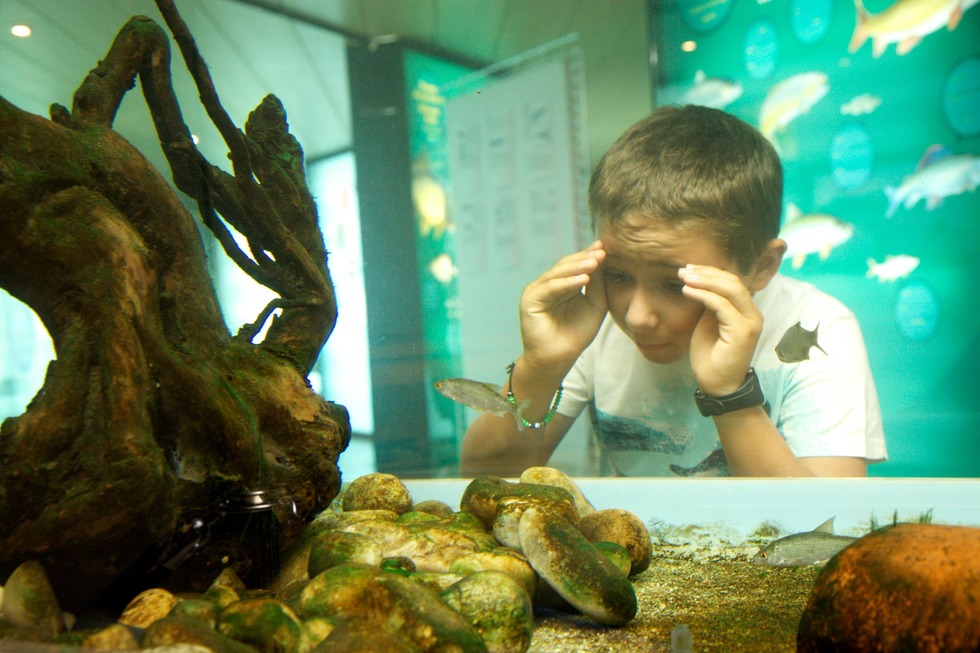 Fischtreppe Rheinau-Gambsheim - Gambsheim