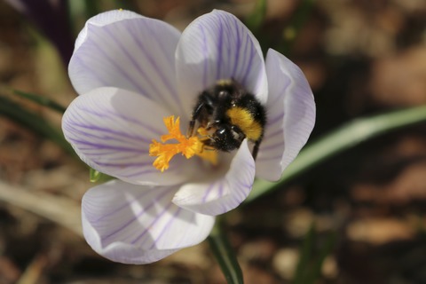 Bienenkunst. Perspektiven auf die Wirklichkeiten der Honigbiene. - Baiersbronn - 03.05.2026 12:00
