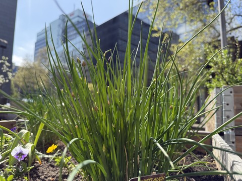 Workshop im Urania Garten: Die Heilwirkung von Gew�rzkr�utern - Berlin - 05.06.2026 16:00