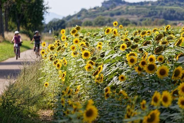 Kaiserstuhl-Radweg