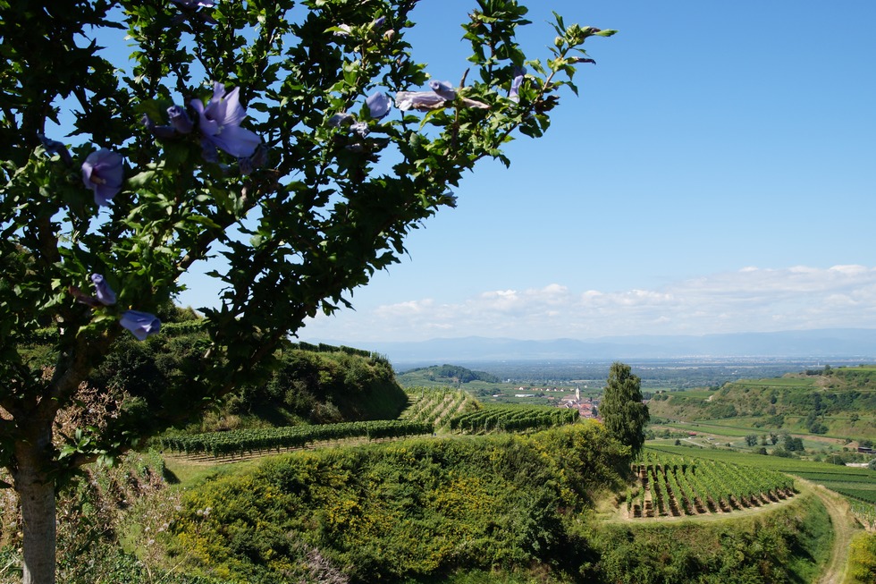 Kaiser-Tour - Eichstetten