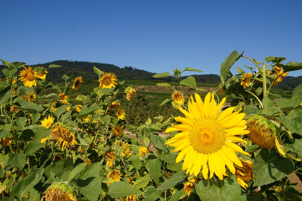 Kaiser-Tour - Eichstetten