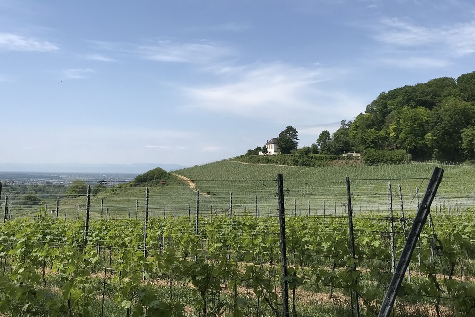 Badischer Weinradweg, 3. Etappe - Malterdingen