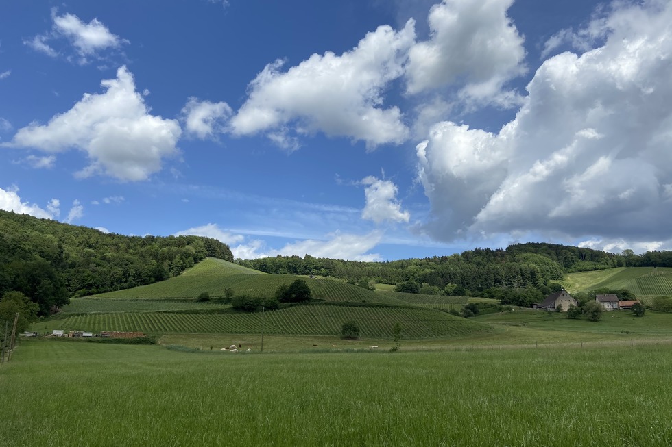 Badischer Weinradweg, Variante zu Etappe 2 - Schallstadt