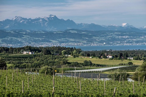 Von Brauern und Bauern - Tettnangs Weg zur Hopfenstadt - F�hrung mit Hopfengartenvesper auf dem Hopfenpfad - Tettnang - 06.09.2026 11:00