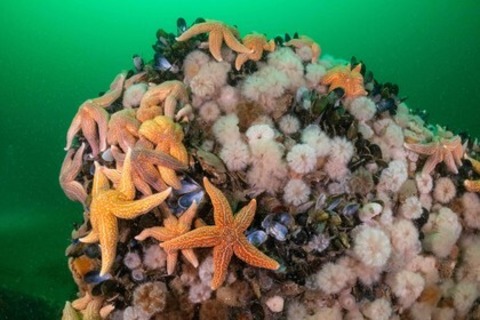 Die wilde Nordsee - Natur, die sich nicht z�hmen l�sst - Lenzkirch - 02.05.2026 20:00