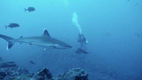 Segeljungs - Mit Null Ahnung um die Welt - Bad Krozingen - 03.05.2026 17:00