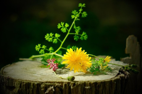 Wildkr�uter-F�hrung mit Workshop im Abtei-Park - Pulheim - 13.09.2026 11:00
