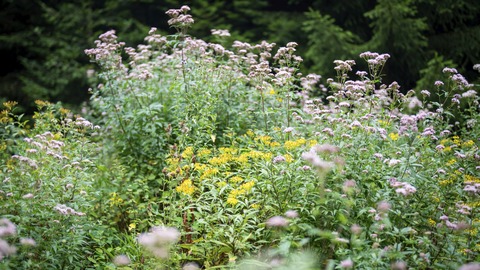 G�rtnern f�r die Vielfalt – kleine Schritte, gro�e Wirkung. - Baiersbronn - 08.05.2026 17:30