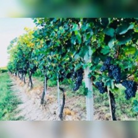 WEIN & GENUSS 2026 - WETZLAR - 13.06.2026 14:00