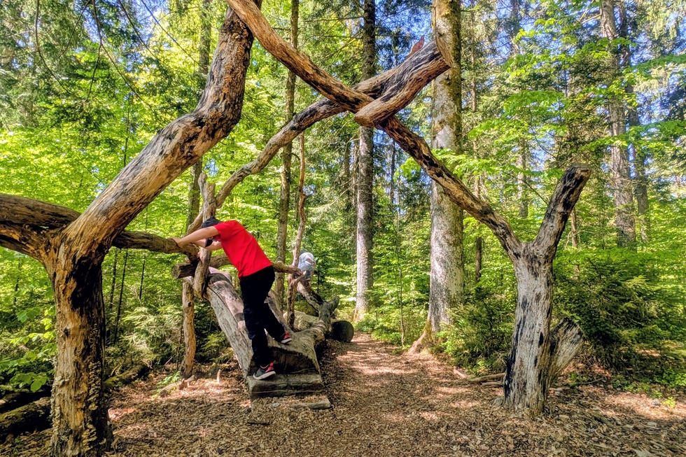 Dachsweg - Dachsberg