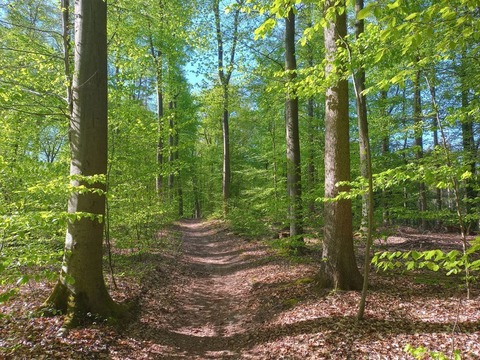 Fr�hlingswanderung durch den Veer�er Wald und zur Ottenburg - Uelzen - 25.05.2026 14:00