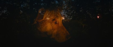Dreaming Dogs - Basel - 15.05.2026 20:30