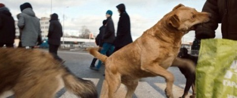 Dreaming Dogs - Basel - 15.05.2026 20:30