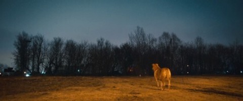 Dreaming Dogs - Basel - 15.05.2026 20:30