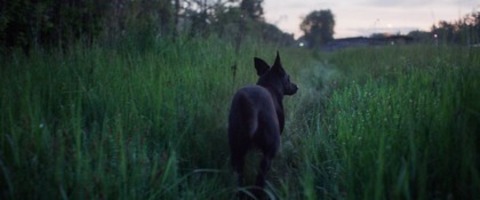 Dreaming Dogs - Basel - 15.05.2026 20:30