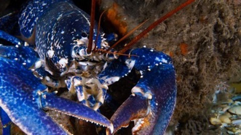 Die wilde Nordsee - Natur, die sich nicht z�hmen l�sst - M�llheim - 19.05.2026 17:30