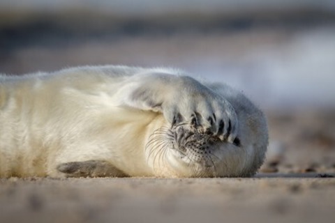 Die wilde Nordsee - Natur, die sich nicht z�hmen l�sst - M�llheim - 19.05.2026 17:30