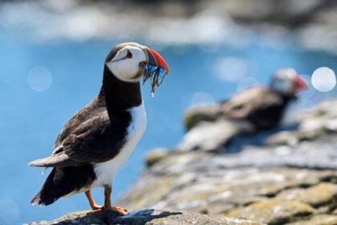 Die wilde Nordsee - Natur, die sich nicht z�hmen l�sst - M�llheim - 19.05.2026 17:30