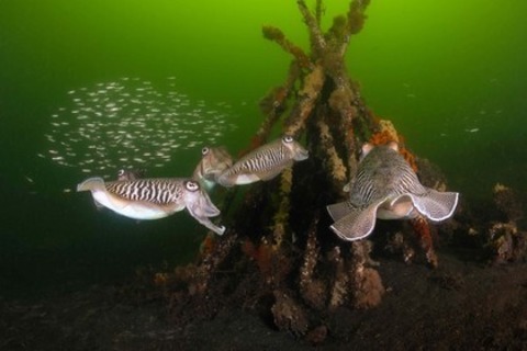 Die wilde Nordsee - Natur, die sich nicht z�hmen l�sst - M�llheim - 19.05.2026 17:30