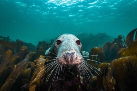Die wilde Nordsee - Natur, die sich nicht z�hmen l�sst - M�llheim - 19.05.2026 17:30
