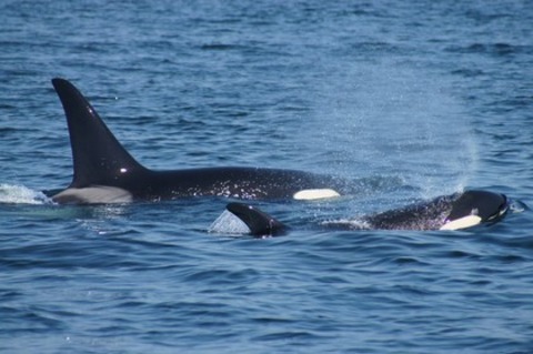 Die wilde Nordsee - Natur, die sich nicht z�hmen l�sst - M�llheim - 19.05.2026 17:30