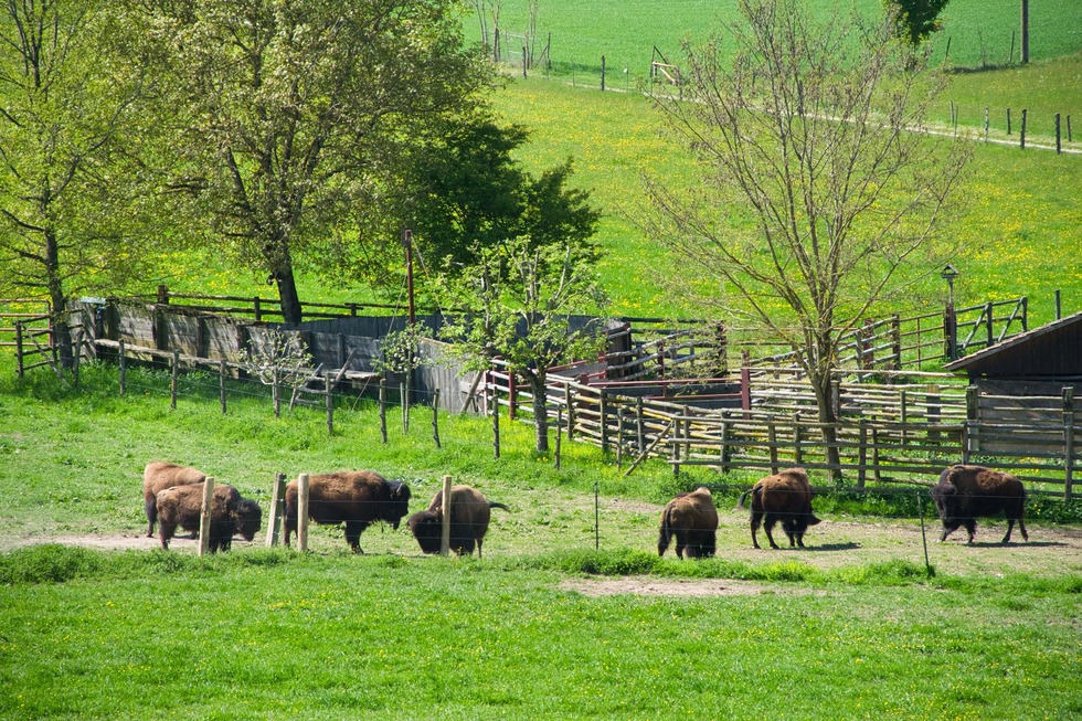 Bisonstube Bodenwald (Bodman) - Bodman-Ludwigshafen