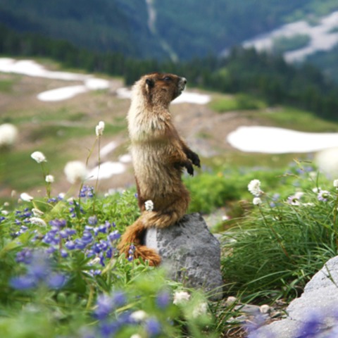 Murmeltierwanderung - Ruhpolding - 11.06.2026 08:45