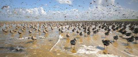 Im Licht der Sandbank - Emden - 06.06.2026 19:00