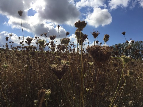 Kr�utersafari am Sommerabend - N�rnberg - 23.06.2026 18:00