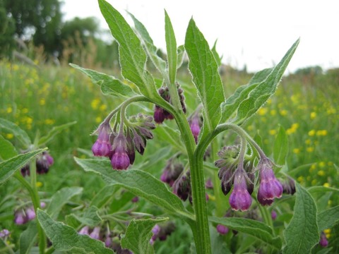 Rund um den Waldmannsweiher - F�rth - 03.08.2026 18:00