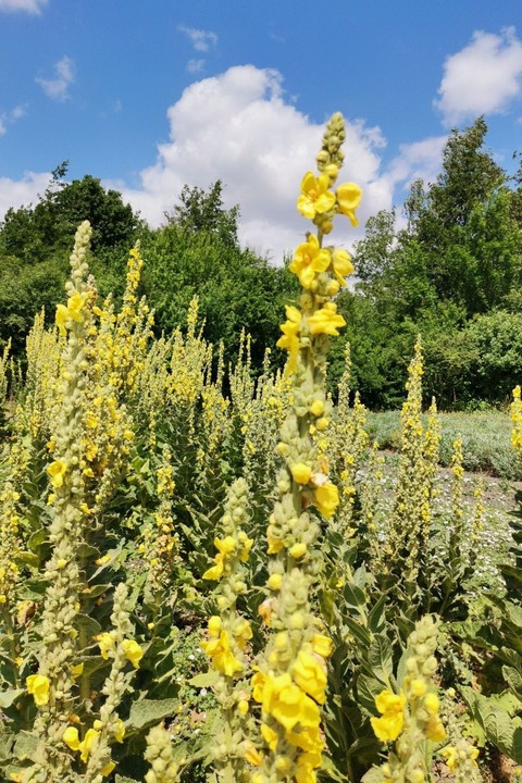 �berlebensk�nstler am Hainberg - Oberasbach - 29.07.2026 18:00