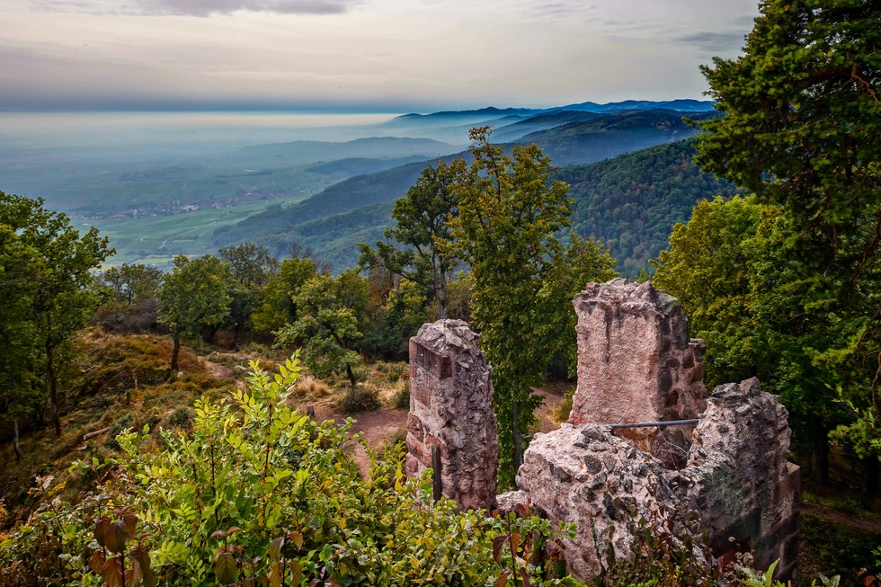 Drei-Burgen-Wanderung - Ribeauvill�
