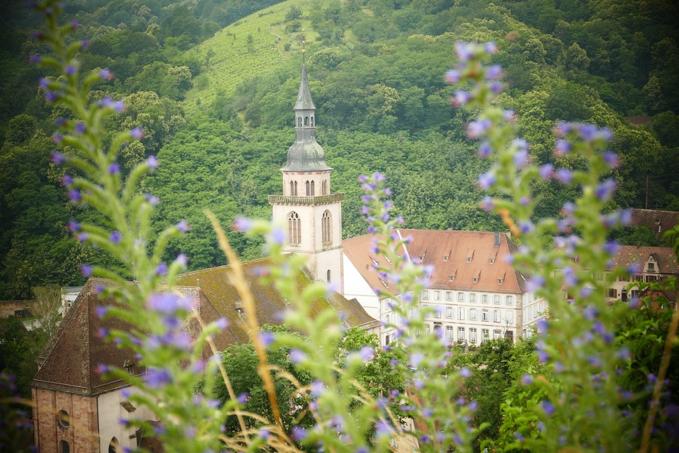 Burgentour bei Andlau - Andlau