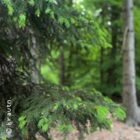 Waldspaziergang "Nadelb�ume im Fr�hling" - T�bingen - 31.05.2026 16:00