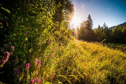 Unterwegs in der Welt der Wildkr�uter - Ruhpolding - 21.07.2026 10:00
