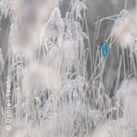Seminar Faszination Eisvogelfotografie | Imaging World N�rnberg - N�RNBERG - 04.10.2026 09:30