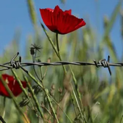170 Jahre Ende der Roma-Sklaverei - Frankfurt am Main - 19.06.2026 10:00