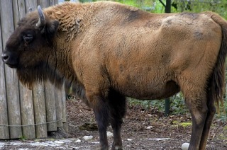 Am Freitag, 5. Juni, l�dt der Tierpark Lange Erlen seine Besucher bis 23 Uhr zur Lange Erlen Nacht ein.