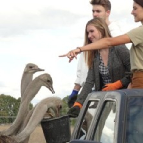 mit dem Vogel Strau� auf Safari - NEDLITZ / MAGDEBURG - 25.07.2026 10:30