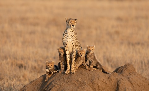 L�nderabend Afrika mit Taruk Reisen - Leipzig - 29.10.2026 19:00