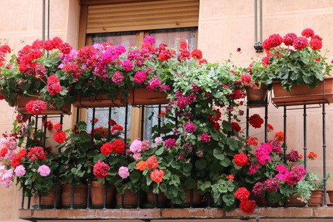Ein Spanischer Fr�hling - Leverkusen - 25.04.2027 18:00