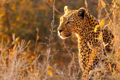 Namibia - Die Sch�nheit Afrikas - Eine Live-Reportage von Andreas Huber - Lo�burg - 23.04.2027 19:30