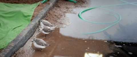Saving Spoonie - Freiburg - 28.06.2026 16:15